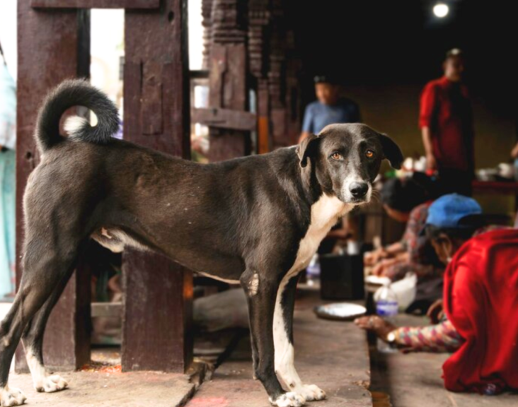 dog adoption in delhi