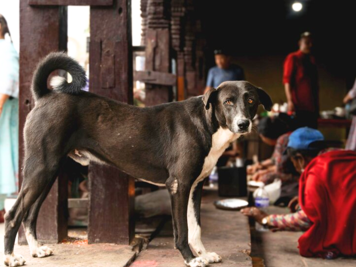 dog adoption in delhi